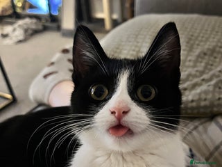 British Shorthair cats Timothy - Advert 1