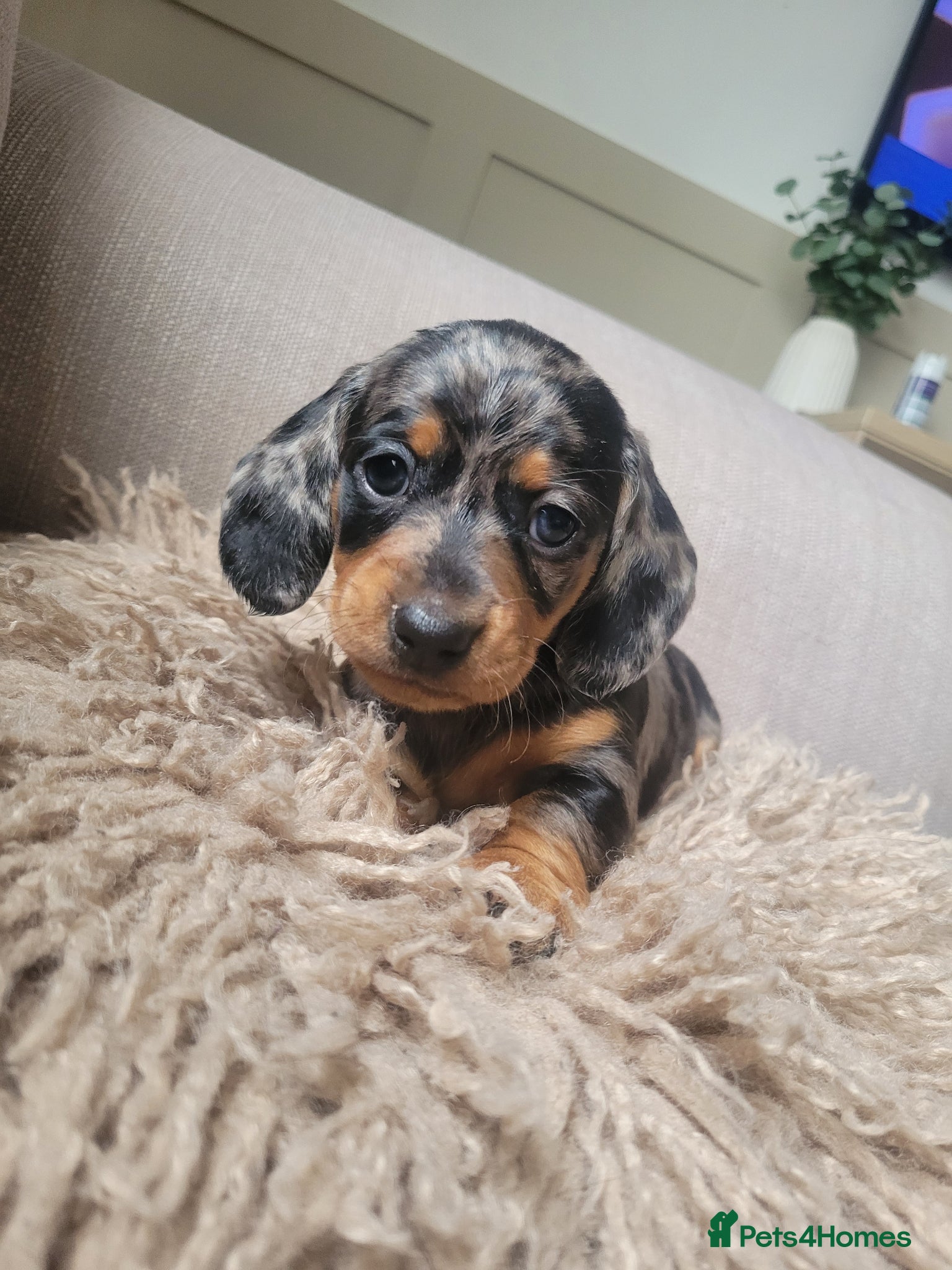 Dachshund dogs for sale: 3 beautiful dachshunds 🐶 - Advert 1
