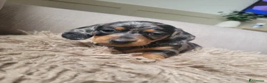 Dachshund Puppy 3