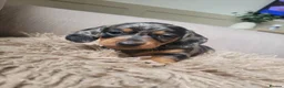 Dachshund dogs for sale: 3 beautiful dachshunds 🐶 in Doncaster - Advert 1