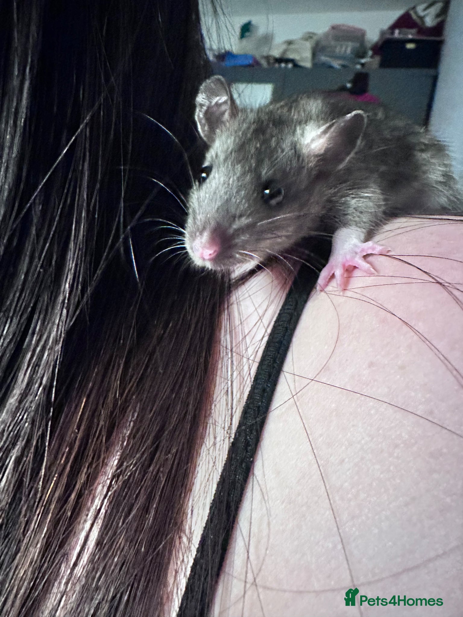 Rat rodents Very friendly Baby Rats for sale  - Advert 7