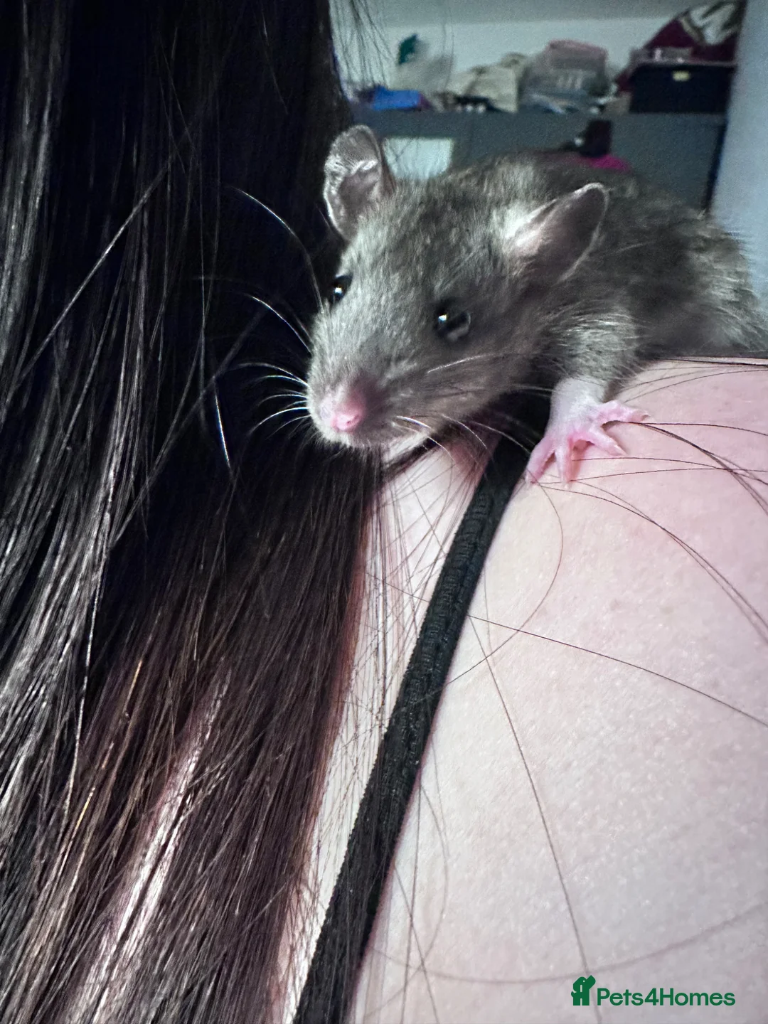 Rat rodents for sale: Very friendly Baby Rats for sale  - Advert 2