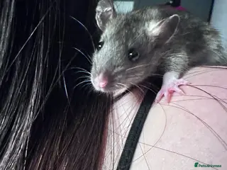 Rat rodents Very friendly Baby Rats for sale - Advert 7