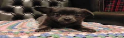 Chihuahua dogs for sale: Chihuahua Puppies for sale, Ready for loving homes - Advert 10