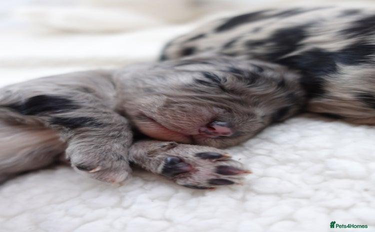 Sheepadoodle dogs - Advert 1