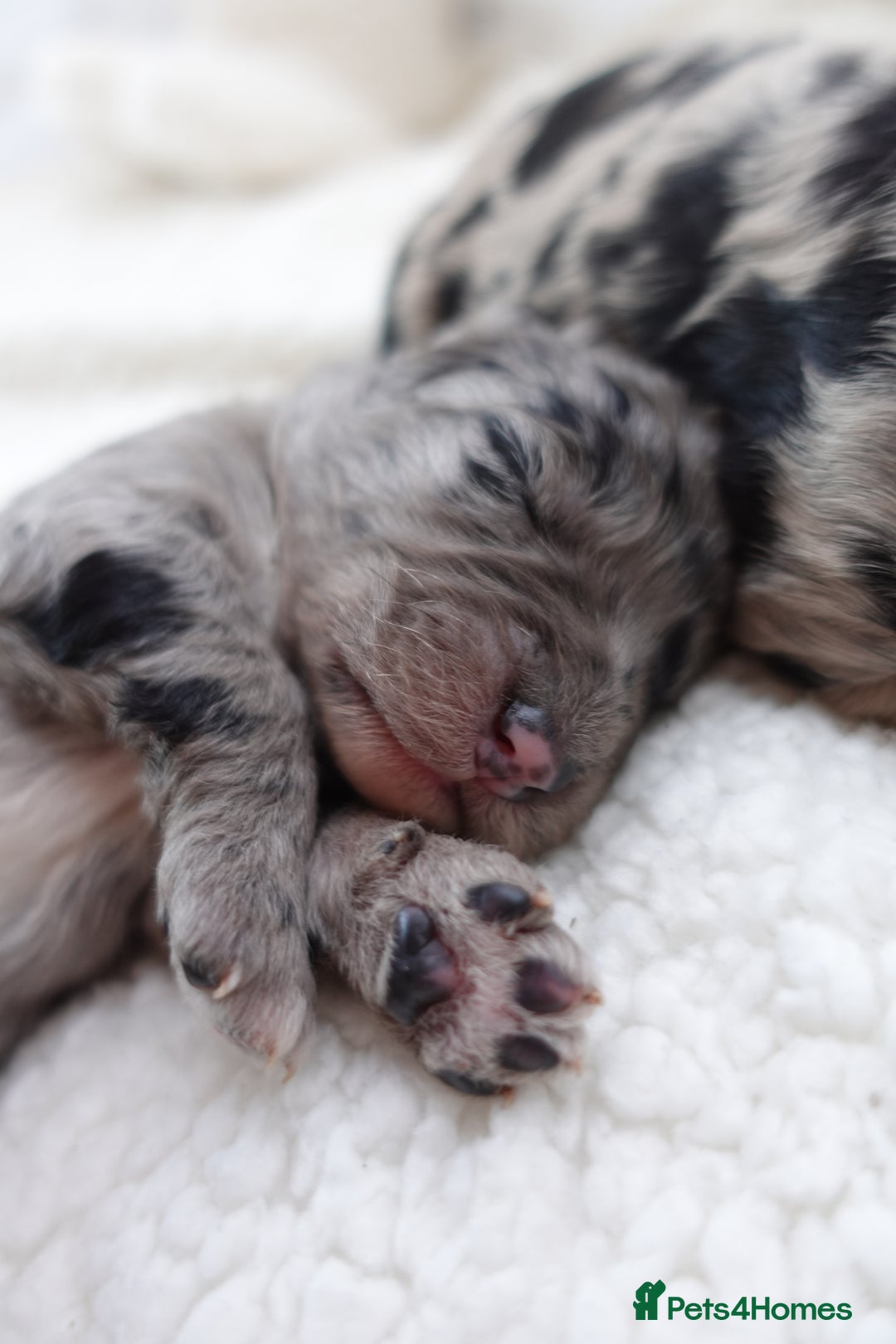 Sheepadoodle dogs for sale: Mini Sheepadoodle the wait is over!  - Image 1