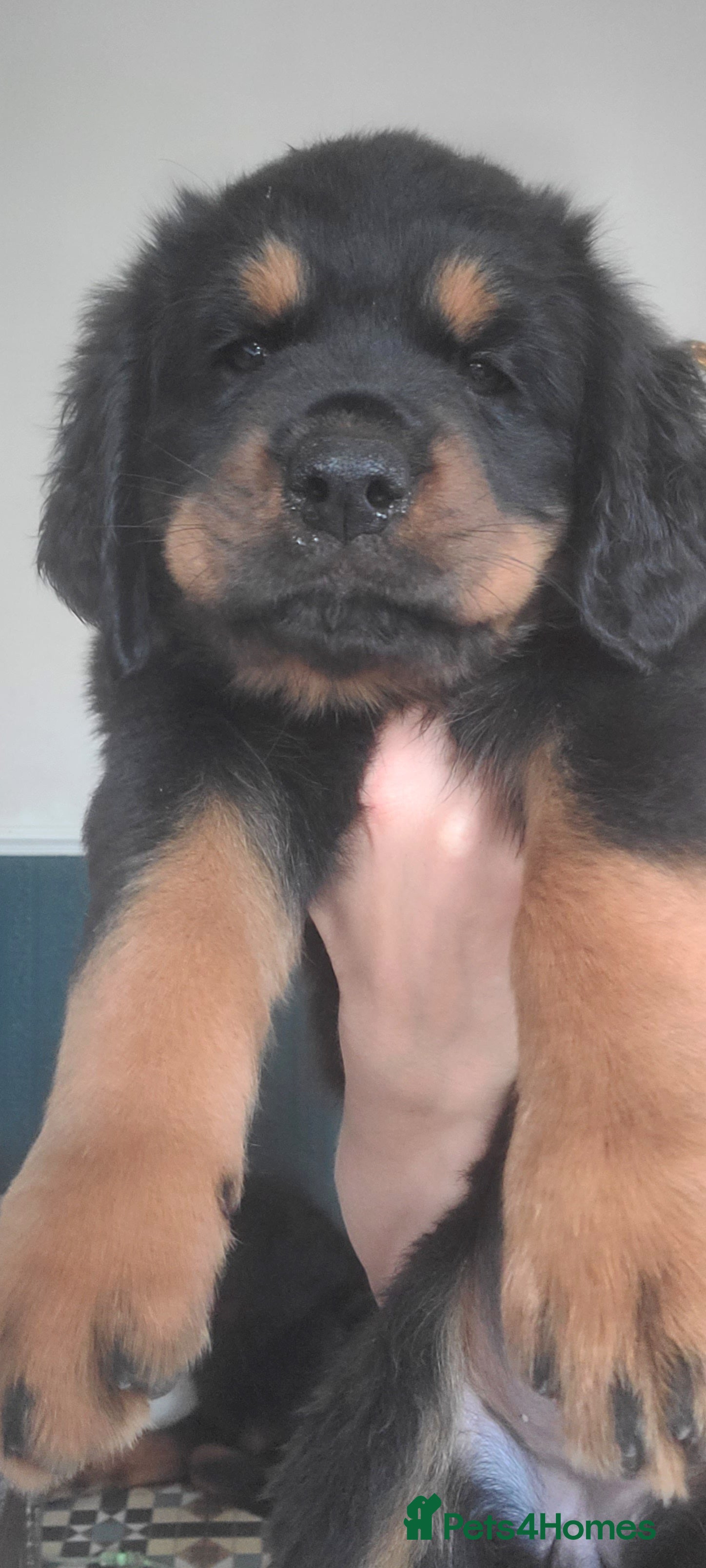 Rottweiler dogs Long Haired Fluffy Rottie Pups. Full Health Tested - Advert 2