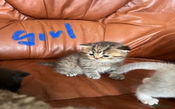 British Shorthair cats for sale: British shorthair kittens - Image 7