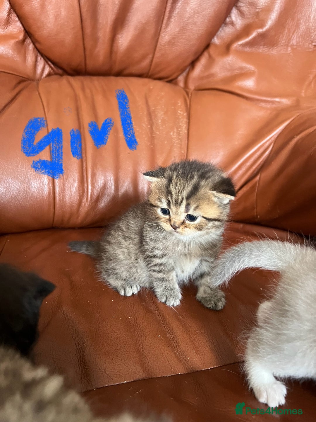 British Shorthair cats for sale: British shorthair kittens - Image 7