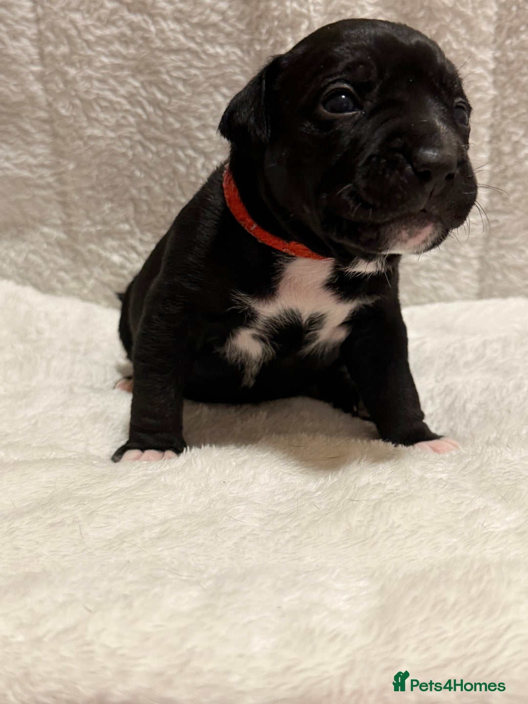 Mixed Breed dogs for sale: Beautiful Home- Reared Puppies!  - Advert 16