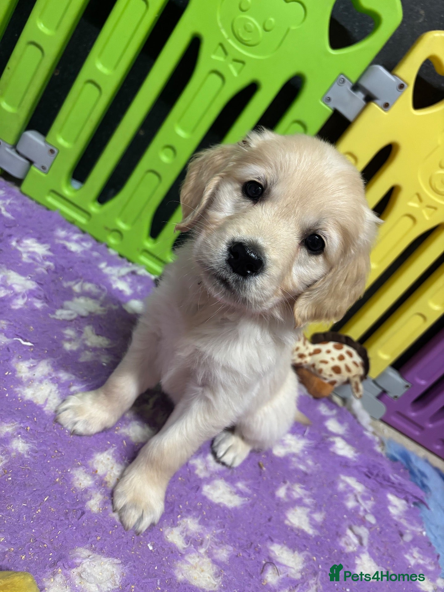 Golden Retriever dogs Beautiful Kc registered Golden Retriever puppies  - Advert 2