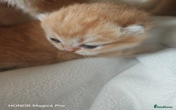 British Shorthair cats for sale: Stunning cute BSH golden black kitten female - Image 2