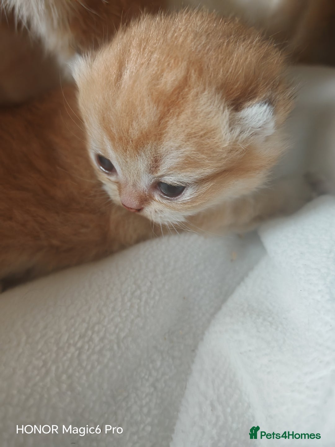 British Shorthair cats for sale: Stunning cute BSH golden black kitten female - Image 2