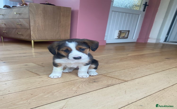 Mixed Breed dogs - Advert 1