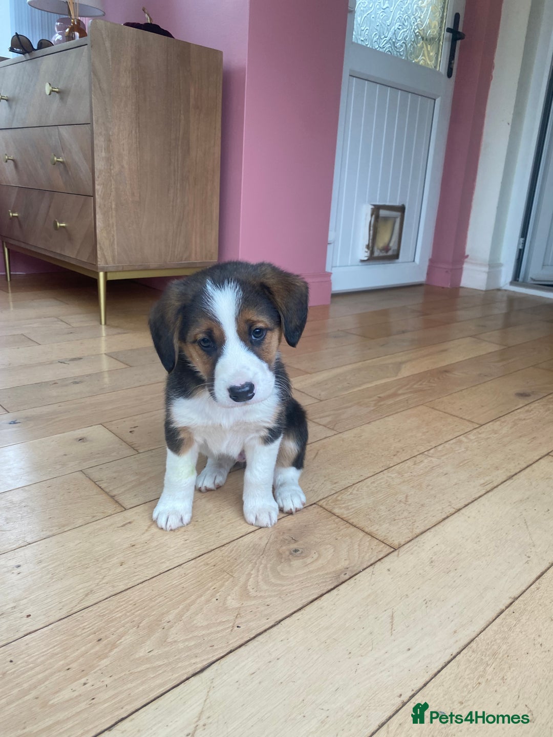 Mixed Breed dogs for sale: Collie X beagle  - Image 1