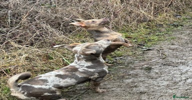 Jack Russell dogs - Advert 3