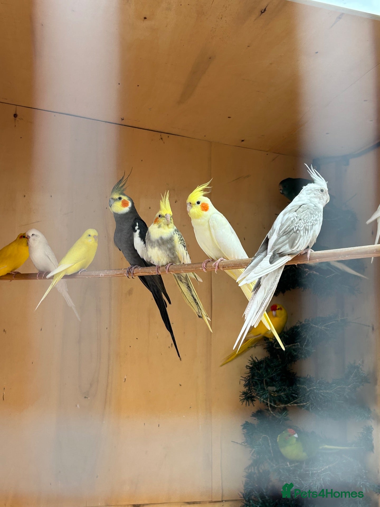 Mixed Breed birds Cockatiels, kakarikis & budgies  - Advert 2