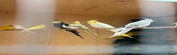 Mixed Breed birds for sale: Cockatiels, kakarikis & budgies  - Advert 1