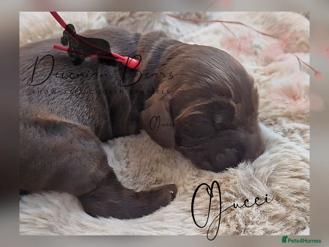 Cocker Spaniel dogs for sale: FULLY Health tested English Cocker Spaniel puppies - Advert 37