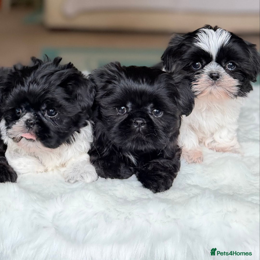 Shih Tzu dogs for sale: AMERICAN IMPERIAL SHIH TZU PUPPIES - Advert 15