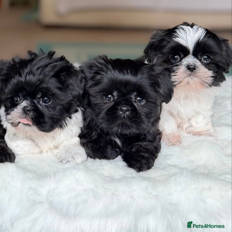 Shih Tzu dogs AMERICAN IMPERIAL SHIH TZU PUPPIES - Advert 1