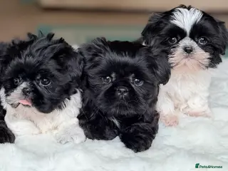Shih Tzu dogs AMERICAN IMPERIAL SHIH TZU PUPPIES - Advert 4