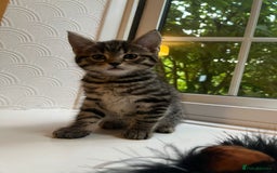 Maine Coon cats for sale: Adorable Half Maine Coon Kittens - Image 27