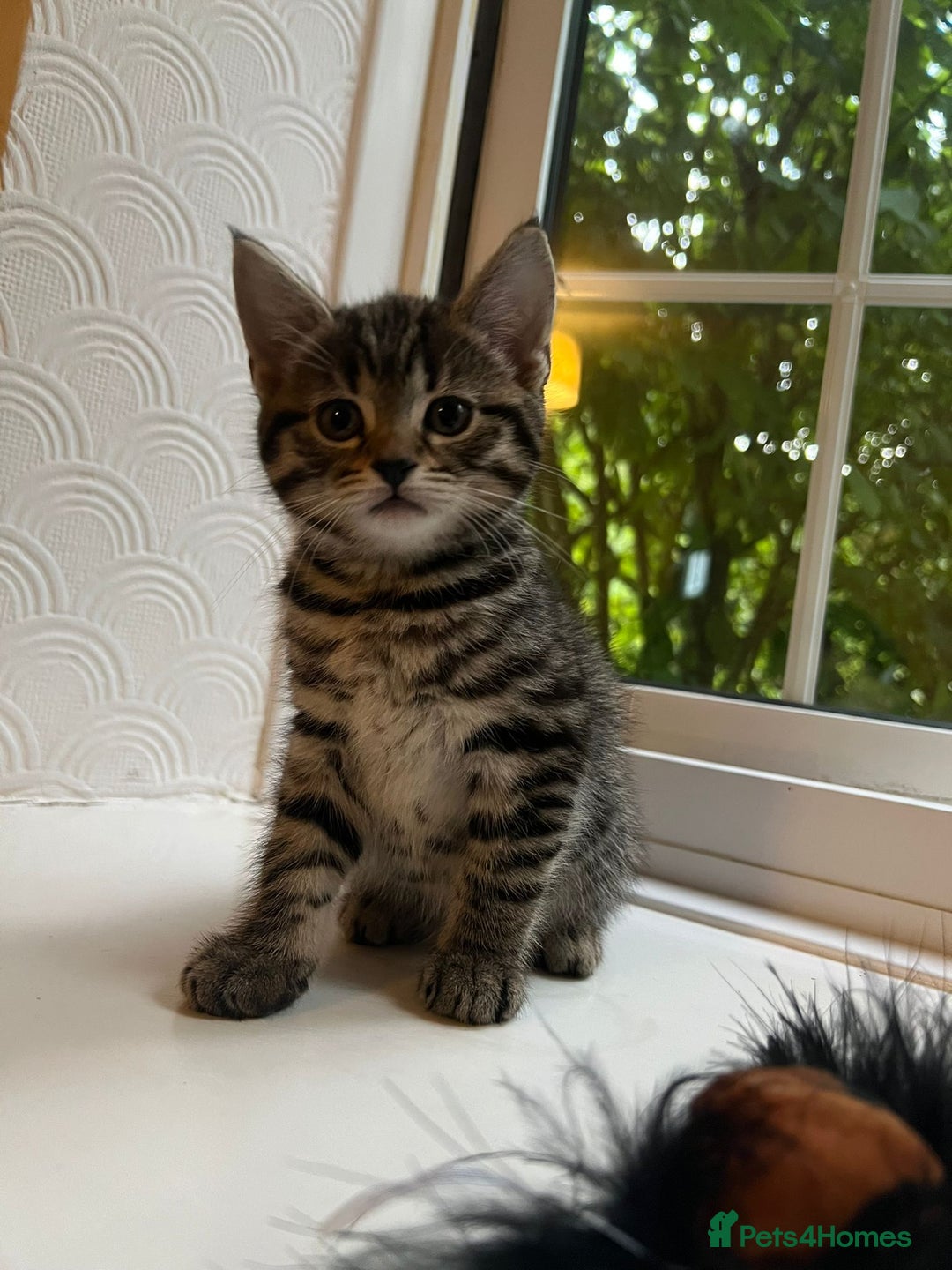 Maine Coon cats for sale: Adorable Half Maine Coon Kittens - Image 27