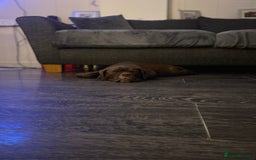 Old Tyme Bulldog dogs for sale: Chocolate male for sale  - Advert 9