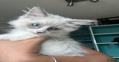 Ragdoll cats in Taunton - Advert 5
