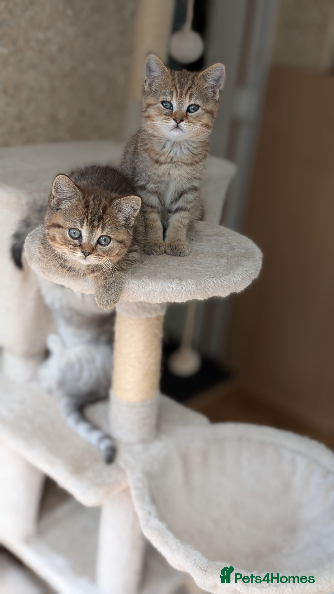 Mixed Breed cats for sale: Stunning TeddyBear Persian Chinchilla x BSH girls  - Advert 13