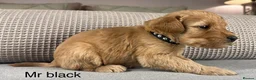Double Doodle dogs for sale: A REALLY EXCITING MIX OF BREEDS. GORGEOUS!!! - Advert 29