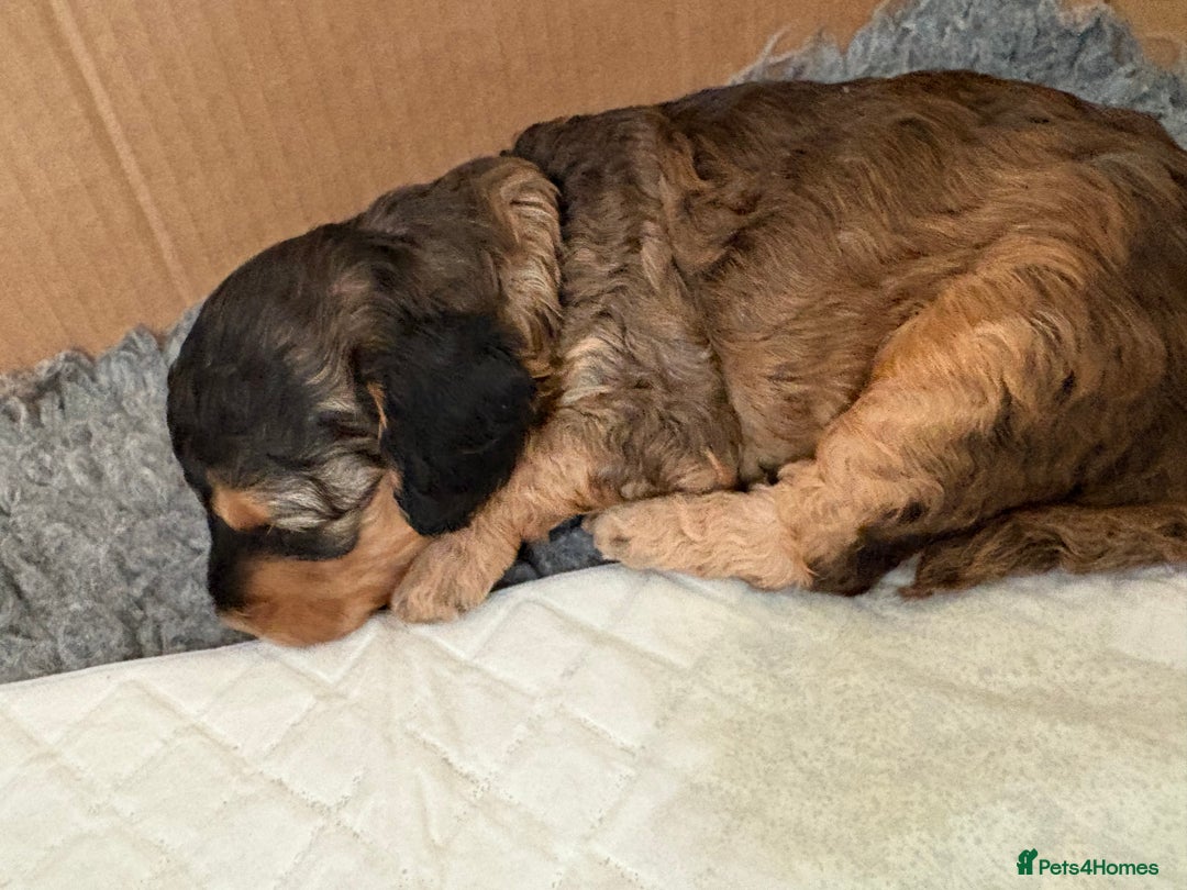 Cockapoo dogs for sale: Cockerpoo puppies for sale  - Advert 9