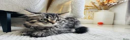 Mixed Breed cats for sale: Female Ragdoll X ready for a new home. - Advert 6