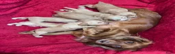Cocker Spaniel dogs for sale: KC Reg Cocker Spaniel Puppies DNA Tested  in Aberdeen - Advert 10