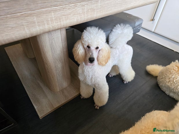 Miniature Poodle dogs - Advert 2