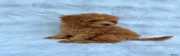 Toy Poodle dogs for sale: Red Toy Poodle MALES - Advert 16