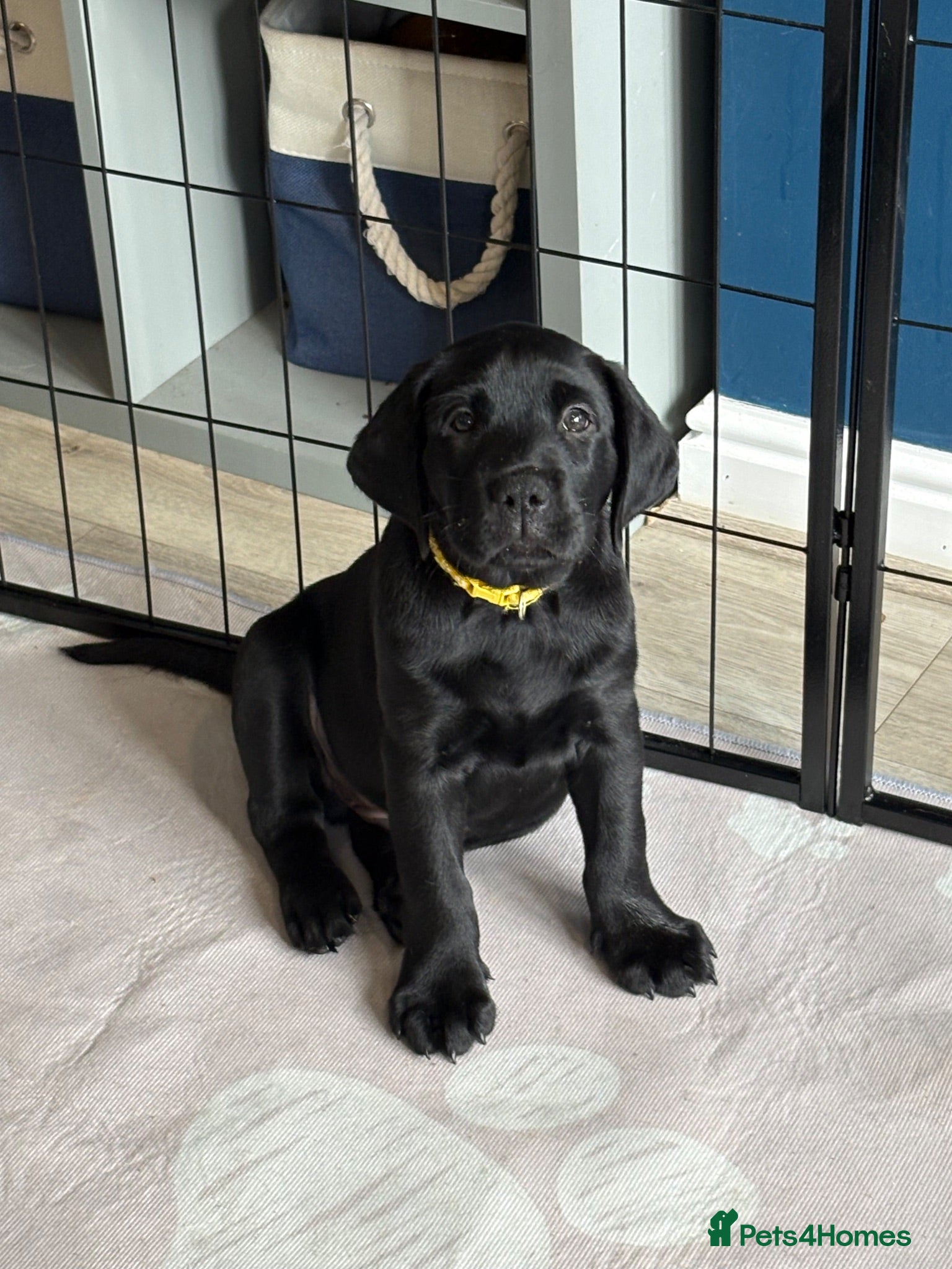Labrador Retriever dogs Last 2 Stunning Lab Puppies ready to leave now! - Advert 18