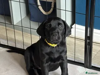 Labrador Retriever dogs Last 2 Stunning Lab Puppies ready to leave now! - Advert 18