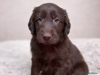 Flat coated Retriever dogs KC Flat Coated Retriever puppies - Advert 5