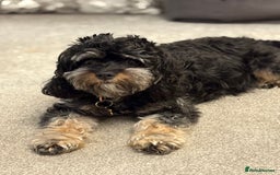 Cavapoo dogs for sale: ⭐️CAVAPOO F1B PUPPIES⭐️ - Image 2