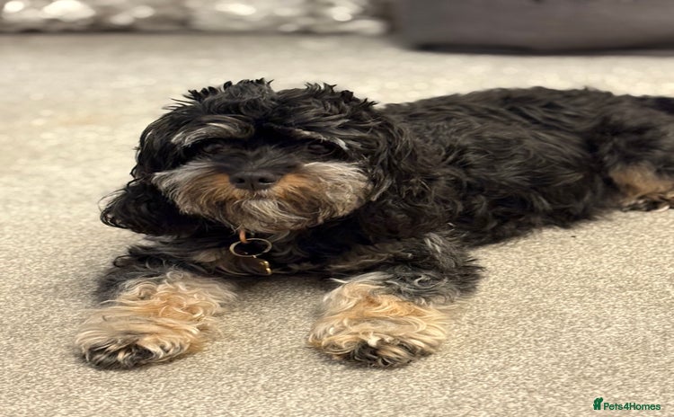 Cavapoo dogs - Advert 1