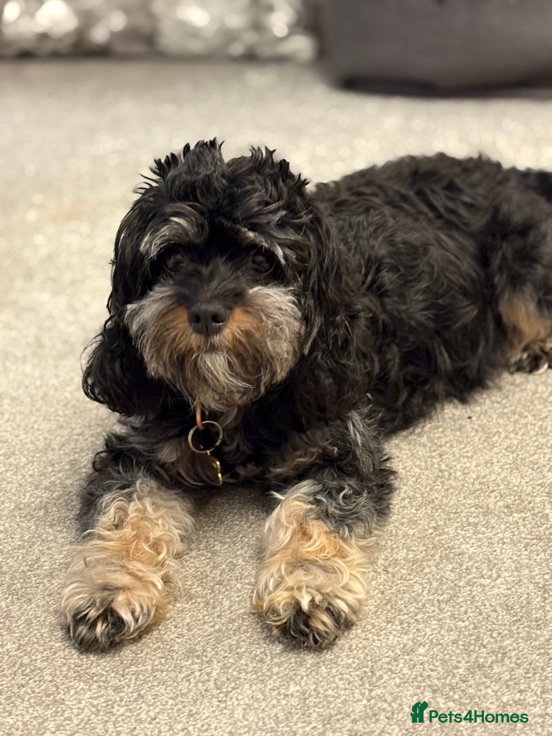 Cavapoo dogs for sale: ⭐️CAVAPOO F1B PUPPIES⭐️ - Image 2