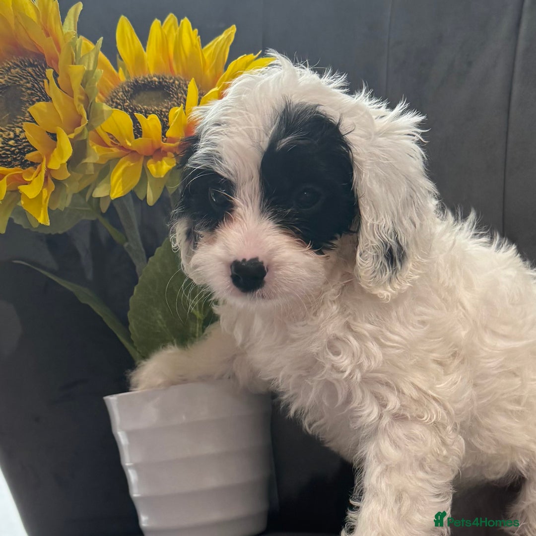 Cavapoo dogs for sale: LAST LITTER OF THESE UNIQUE PUPPIES - Image 7
