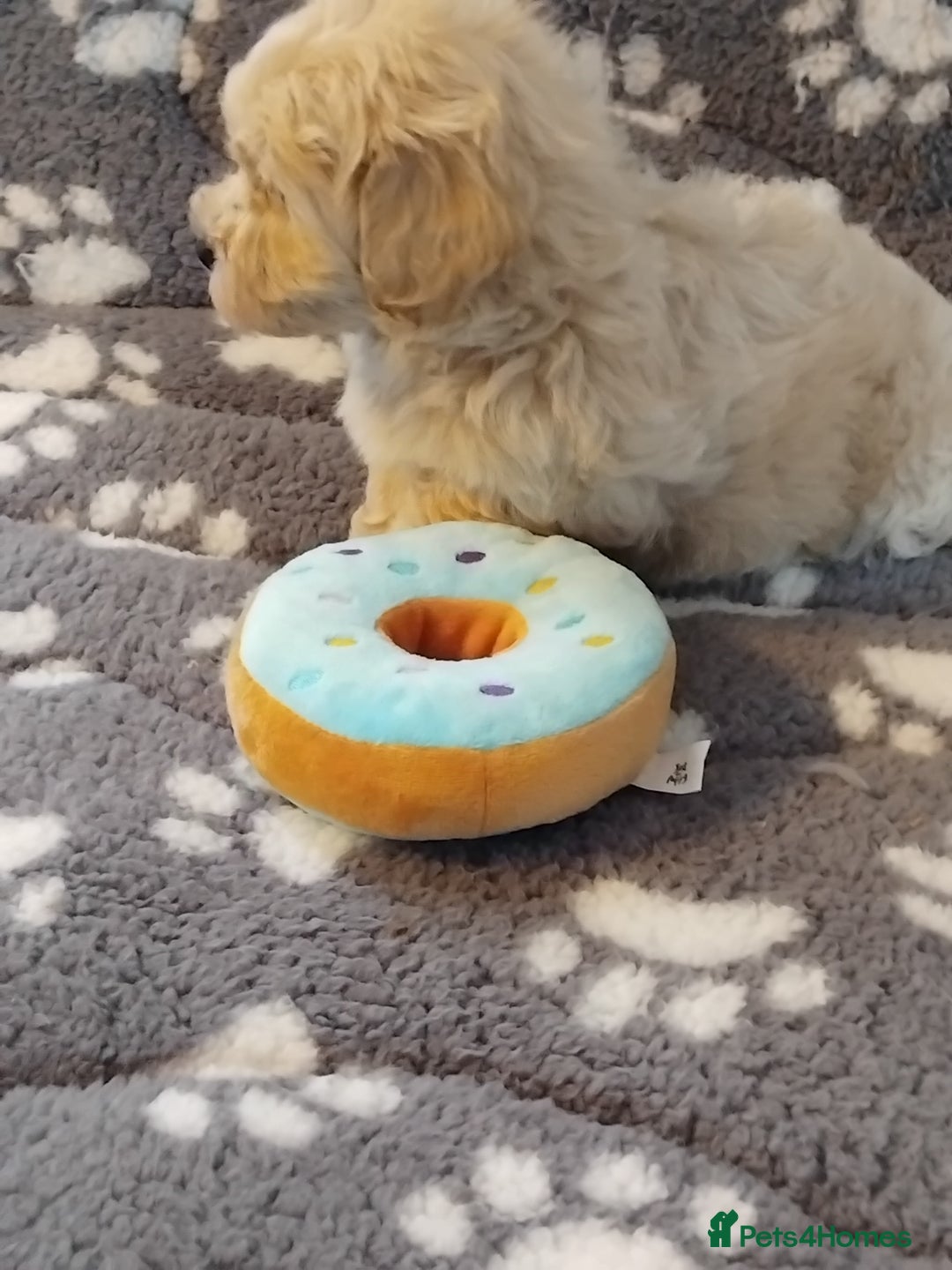 Maltipoo dogs for sale: Maltipoo puppies  - Advert 8