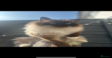 Ragdoll cats - Advert 7