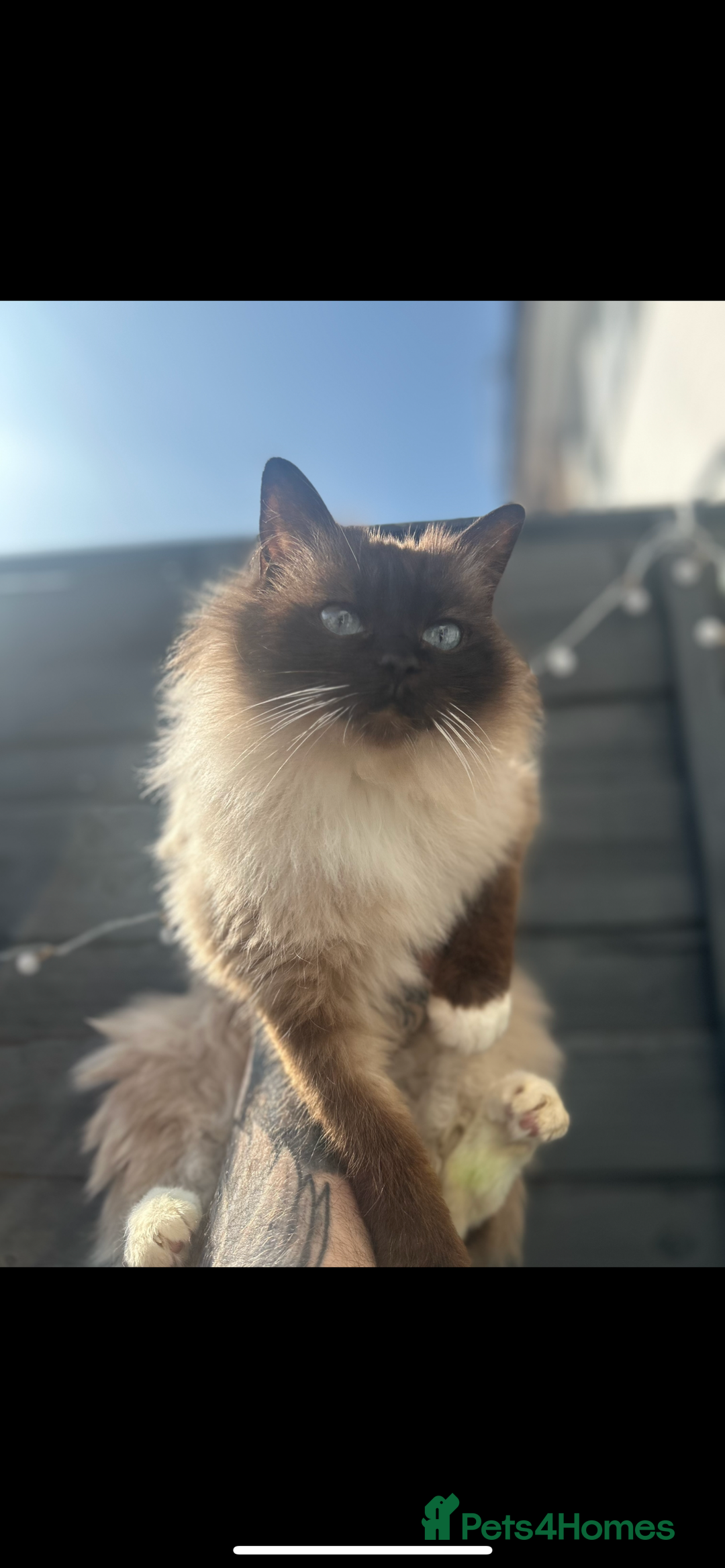 Ragdoll cats for sale: 2 MALE RAGDOLLS AVAILABLE  - Image 3
