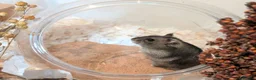 Hamster rodents for sale: Hundred Acre Hamster Rescue  - Advert 4