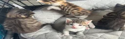Mixed Breed cats for sale: Kittens  - Advert 5