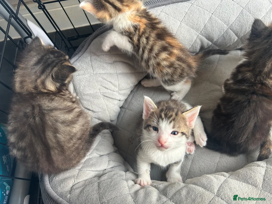 Mixed Breed cats for sale: Kittens  - Advert 5